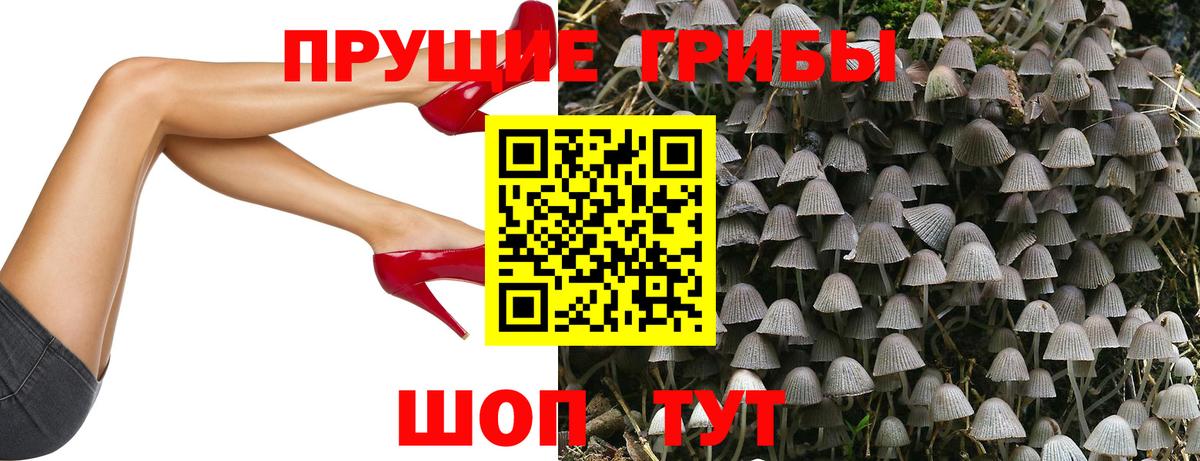 Можга  Псилоцибиновые грибы Psilocybine cubensis  Вход с VPN 